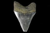 3.44" Fossil Megalodon Tooth - North Carolina - #129976-1